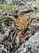 Crassula colligata ✓