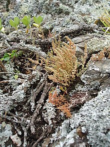 Crassula colligata colligata Toelken (AM AK306151-1) .jpg