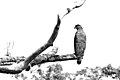 Crested Serpent Eagle (Spilornis cheela) (7844954856).jpg
