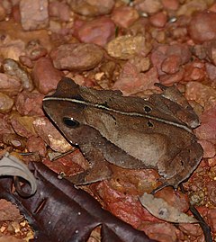 Description de l'image Crested Toad (Rhinella lescurei) (38639489255).jpg.