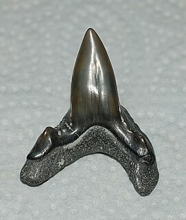 <i>Cretodus</i> Extinct genus of sharks