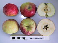 Cross section of Maidstone Favourite, National Fruit Collection (acc. 1924-001).jpg