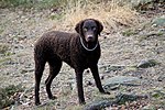 Vorschaubild für Curly Coated Retriever