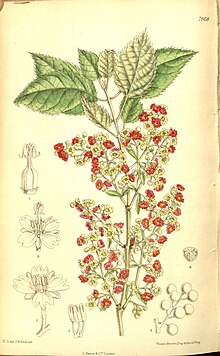 Aristotelia serrata Curtis's botanical magazine (Tab 7868) (8346226885).jpg