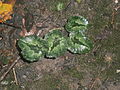 Cyclamen pseudibericum leaves (fall)