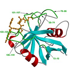 Peptidyl-prolyl-cis-trans izomerázy