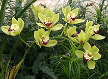 Cymbidium insigne.jpg