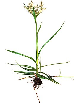 Kultasädekaisla (Cyperus esculentus)