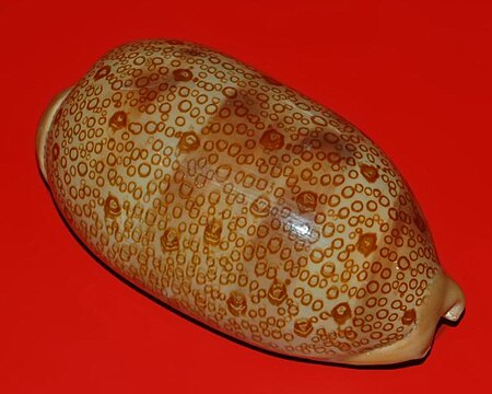 Tập_tin:Cypraea_argus-2.JPG