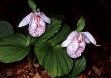 Cypripedium formosanum Orchi 101.jpg