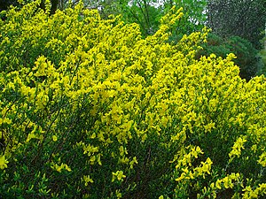 Cytisus decumbens 001.JPG