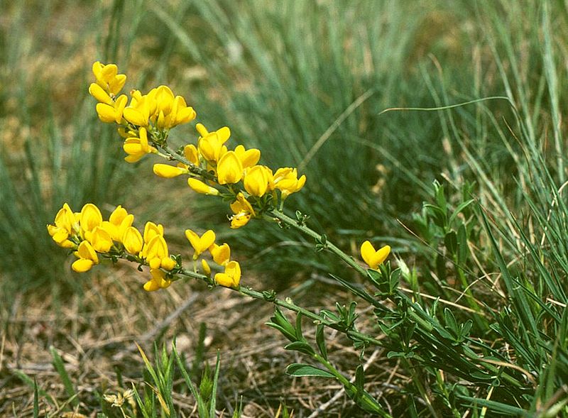 File:Cytisus procumbens 1.jpg