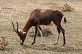 * Nomination Damaliscus pygargus (Bontebok), Réserve Africaine de Sigean, France --Llez 05:48, 3 December 2019 (UTC) * Promotion  Support Good quality. --George Chernilevsky 06:09, 3 December 2019 (UTC)