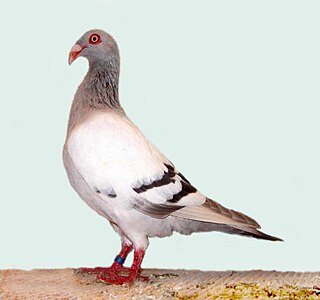 <span class="mw-page-title-main">Danish Tumbler</span> Breed of pigeon