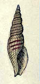 <i>Daphnella hyalina</i> Species of gastropod