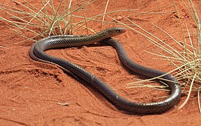 Bildbeschreibung Delma nasuta, Spinifex Legless Lizard, Alice Springs.jpg.