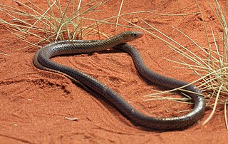 <i>Delma nasuta</i> Species of lizard