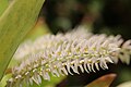 Dendrochilum glumaceum