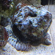 Devil Scorpionfish (Scorpaenopsis diabolus) at the Waikiki Aquarium.JPG