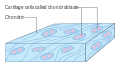 Diagram of cartilage cells called chondroblasts CRUK 032.svg