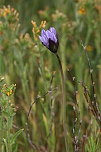 Dichelostemma capitatum