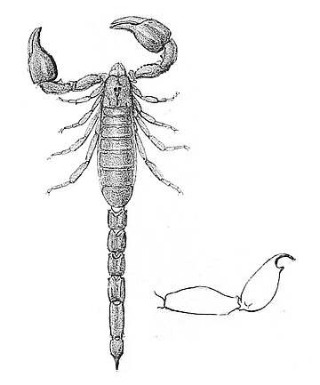 Didymocentrus lesueurii