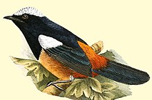 Die Vögel Afrikas (1900) (20949449585), Thamnolaea coronata, ♂.jpg