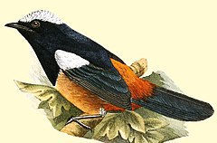 Description de l'image Die Vögel Afrikas (1900) (20949449585), Thamnolaea coronata, ♂.jpg.