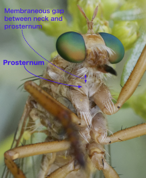 File:Diogmites-prosternum.png