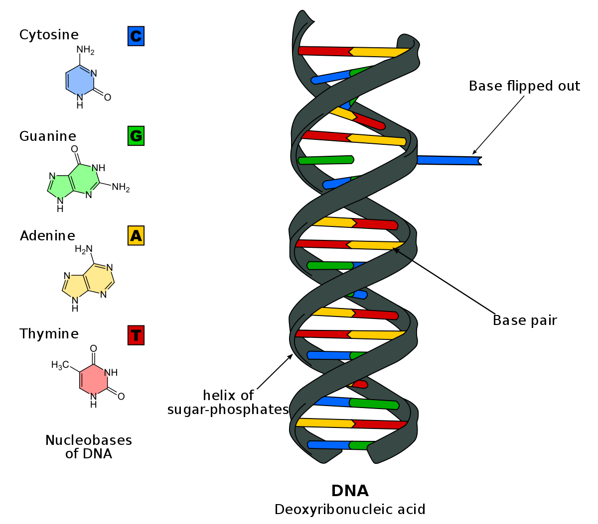 DNA base flipping - Wikipedia