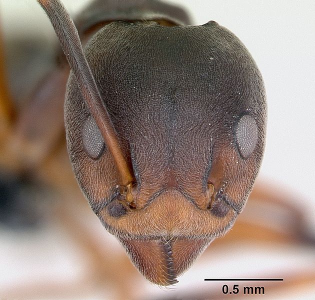 File:Dolichoderus erectilobus casent0009956 head 1.jpg