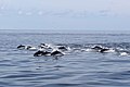 Dolphin at Banda Sea (1).jpg