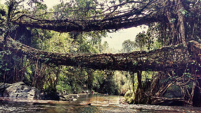 the famous Double decker root bridge in Cherrapunjei