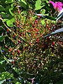 Dracaena arborea fruits.jpg