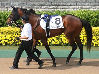 <span class="mw-page-title-main">Dream Journey</span> Japanese-bred thoroughbred racehorse