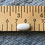 Thumbnail for File:Dried sorana bean on a ruler showing inches and centimeters.jpg