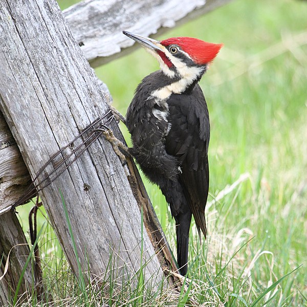 File:Dryocopus pileatus MP2.jpg