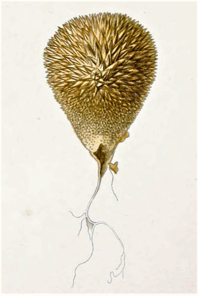 File:Dufour - Lycoperdon echinatum.png