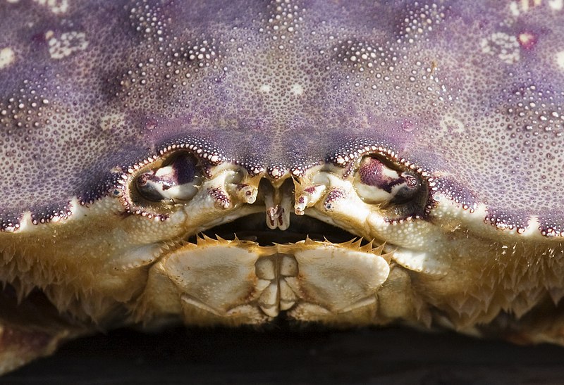 File:Dungeness crab face closeup.jpg