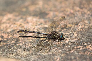 <i>Phanogomphus spicatus</i> Species of dragonfly