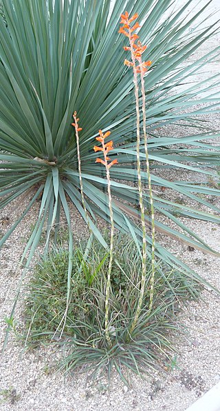 <i>Dyckia remotiflora</i> Species of flowering plant