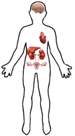 EHD3 can be mainly found in human heart and brain, as well as kidney, ovary and liver. EHD3 Location in Human Body.png