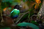 Thumbnail for Eastern hooded pitta