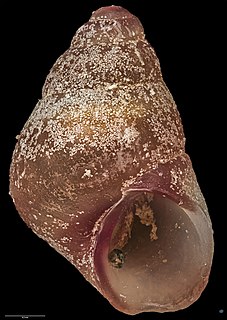 <i>Eatoniella varicolor</i> Species of gastropod