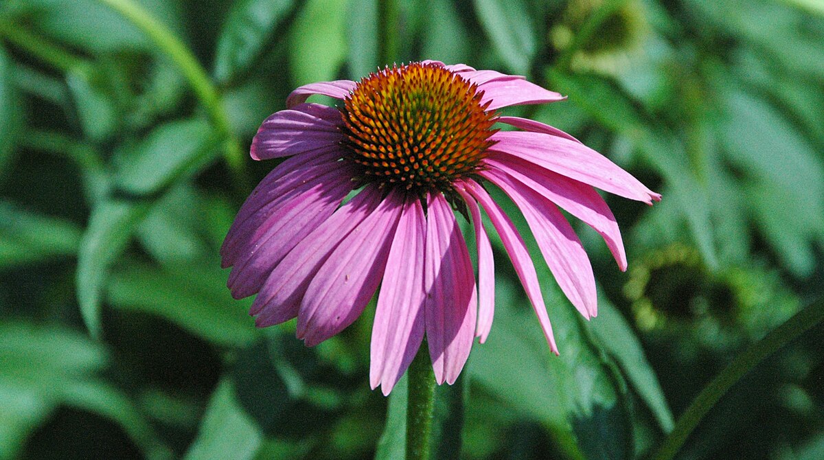 Para qué sirve la echinacea