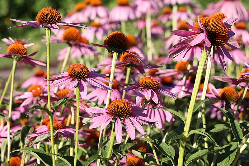 File:Echinacea purpurea JRVdH 04.jpg