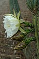 Echinopsis peruviana.jpg