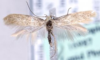 <i>Elachista heinemanni</i> Species of moth