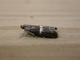 <i>Elegia similella</i> Species of moth