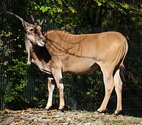 Elenantilope (Taurotragus oryx), Tierpark Hellabrunn, München